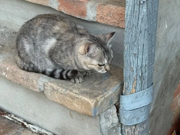 GATTI ADULTI E GATTINI 