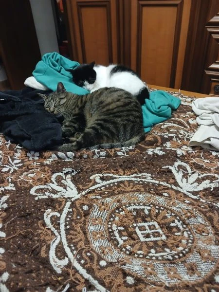 GATTI ADULTI E GATTINI  | Foto 2