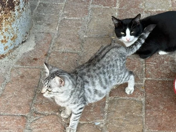 GATTI ADULTI E GATTINI  | Foto 1