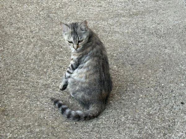GATTI ADULTI E GATTINI  | Foto 0