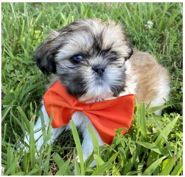 hermosos cachorros shihtzu machos y hembras