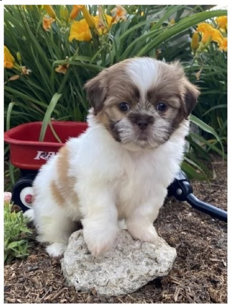 hermosos cachorros shihtzu machos y hembras | Foto 6