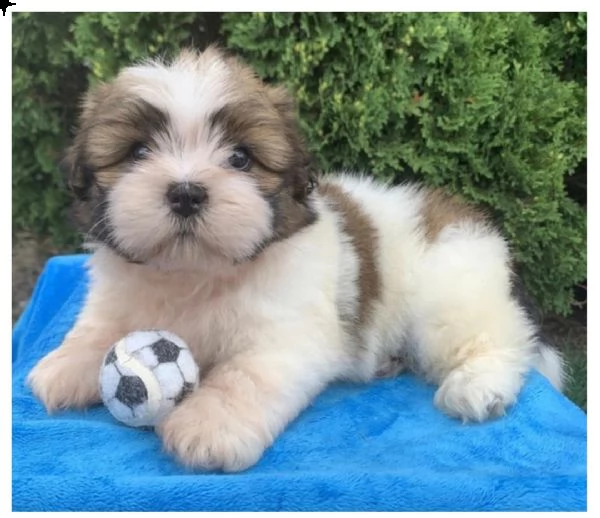 hermosos cachorros shihtzu machos y hembras | Foto 1