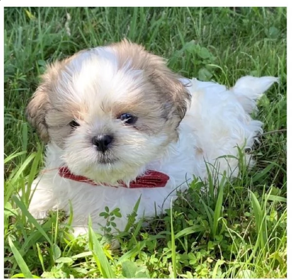 hermosos cachorros shihtzu machos y hembras | Foto 0
