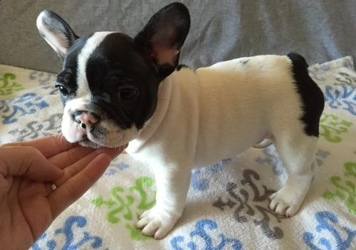 adorabili cuccioli di bulldog francese maschi e femmine in cerca di una nuova casa di 90 giorni, per