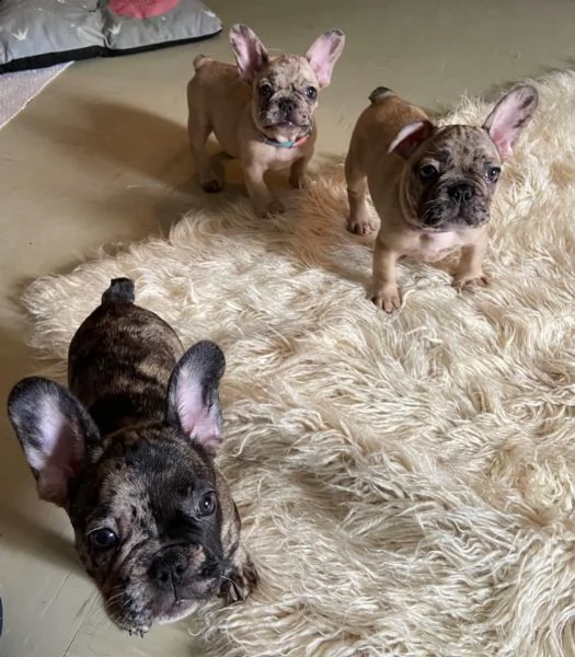 splendidi cuccioli bouledogue- francese tigrato