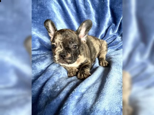 splendidi cuccioli bouledogue- francese tigrato | Foto 0