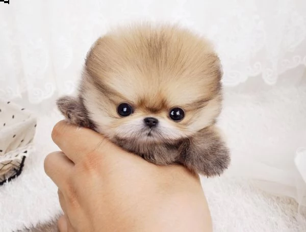 cucciolo pomeranian maschio e femmina per regalo