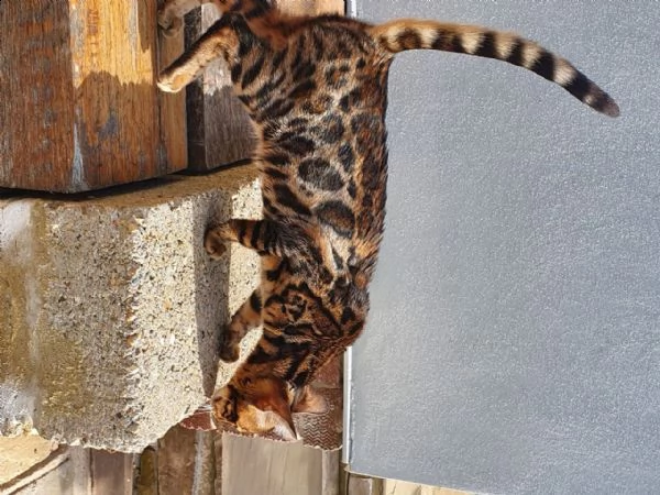 stupendi gattini bengala, pedigree anfi | Foto 1