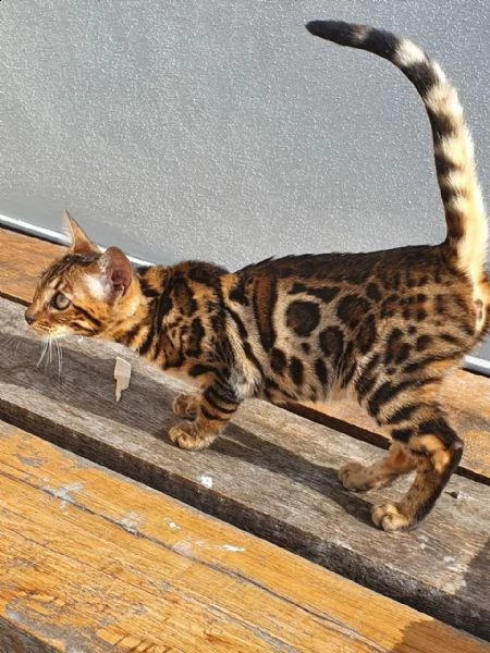 stupendi gattini bengala, pedigree anfi