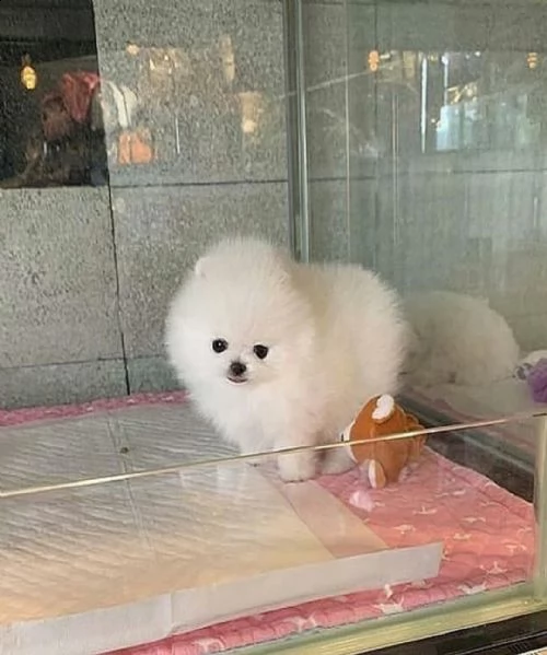 simpatico cucciolo di pomerania per regalo