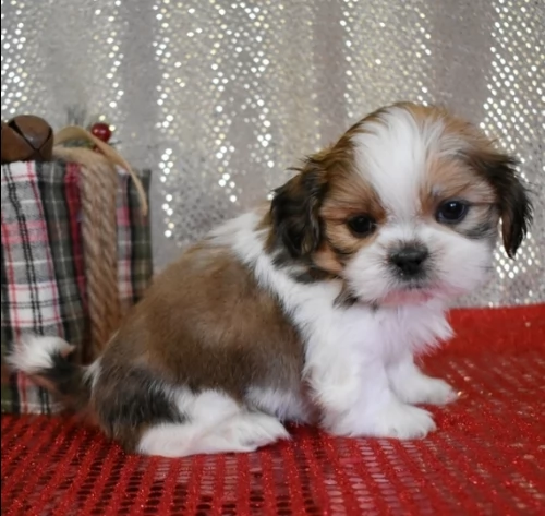 morbidi adorabili cuccioli di shih tzu