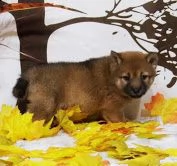 regalo chihuahua meravigliosi