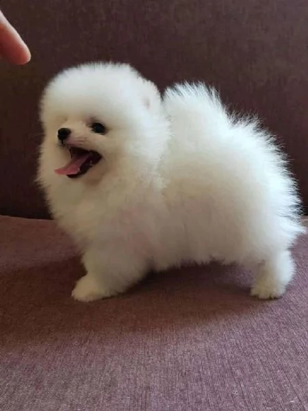 cuccioli di pomerania toy spitz tedesco nano | Foto 0