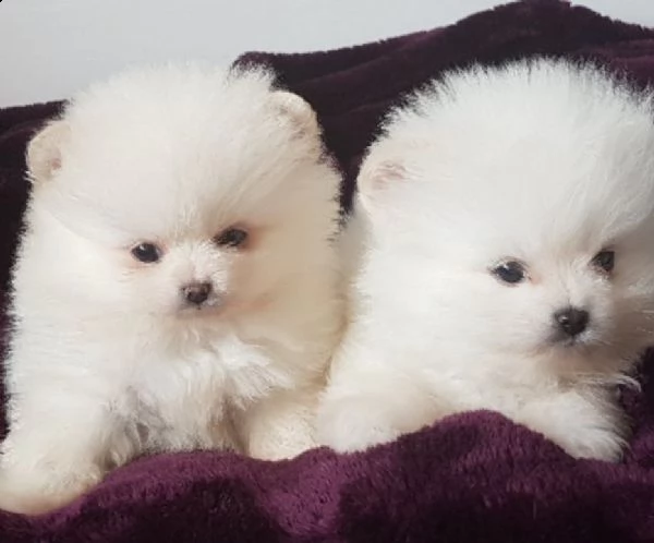 cuccioli di spitz pomerania | Foto 2