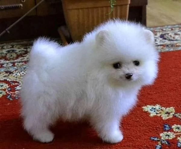 cuccioli di spitz pomerania | Foto 1