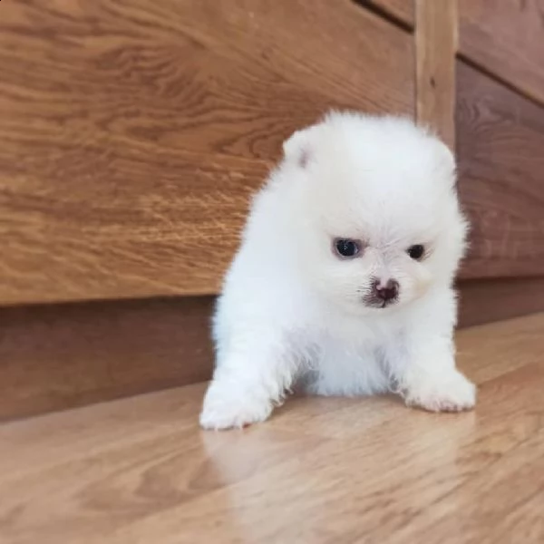 cuccioli di spitz pomerania