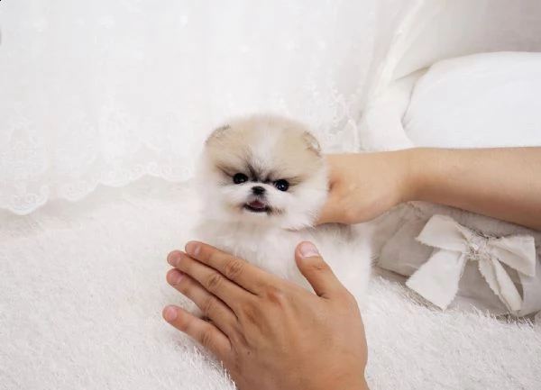 simpatico cucciolo di pomerania per regalo
