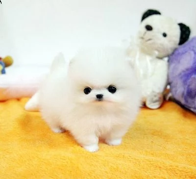 simpatico cucciolo di pomerania per regalo | Foto 0