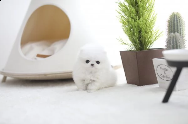 bellissimo cucciolo di pomerania per regalo | Foto 1