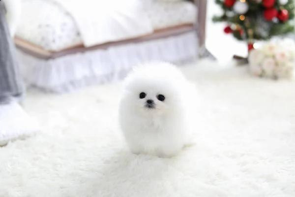 affascinante cucciolo di pomerania per regalo