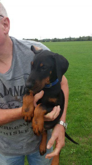  regalo adorabili cuccioli di dobermann femminucce e maschietti disponibili per l'adozione gratuita 