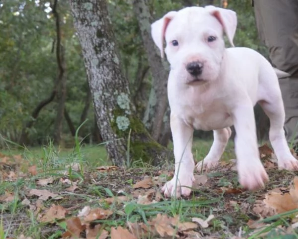 allevamento riconosciuto enci-fci, dogo argentino cuccioli disp.