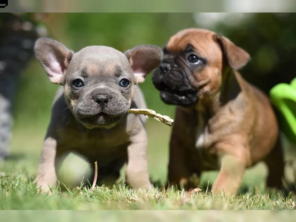 cuccioli bulldog francese