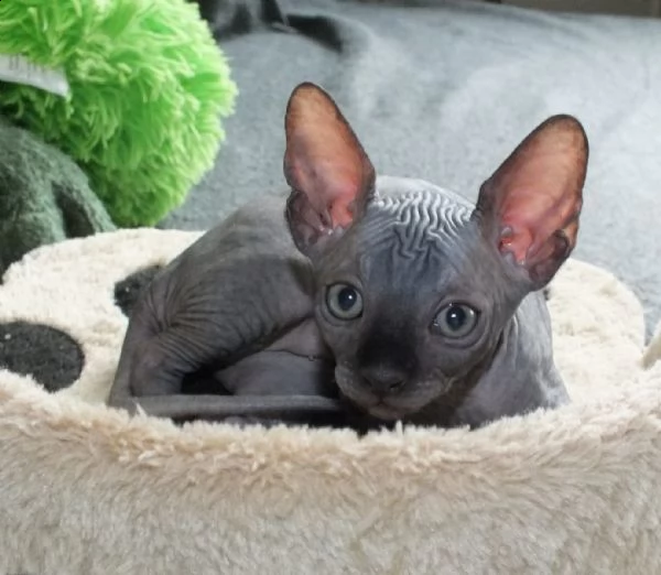 cuccioli di sphynx disponibili