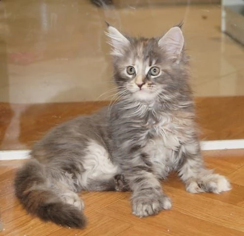 cuccioli maine coon