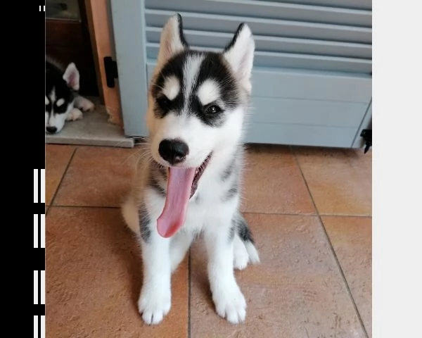 cucciolo siberian husky, maschio, con pedigree