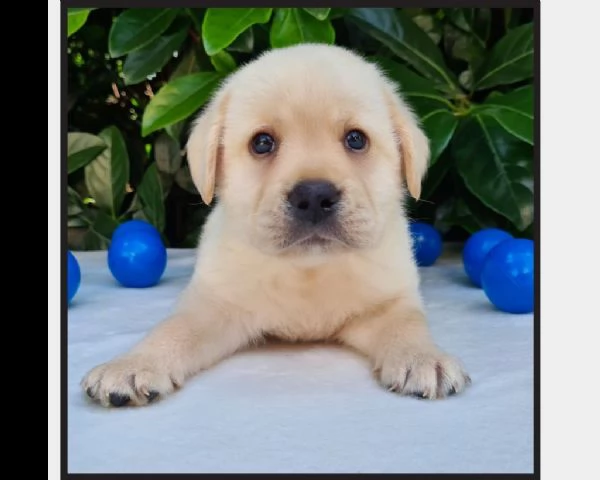 cuccioli labrador disponibili - pedigree enci