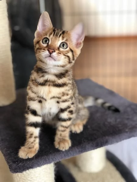 cucciolo gatto del bengala | Foto 0