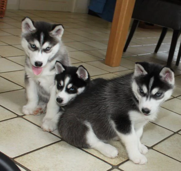 cuccioli siberian husky