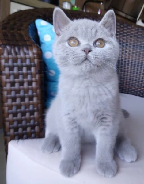 bellissimo british shorthair