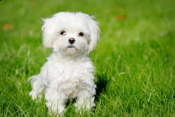 adorabile cucciolo maltese per regalo