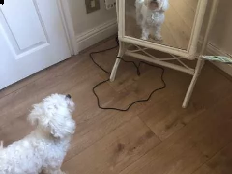 bellissimo cucciolo maltese per regalo