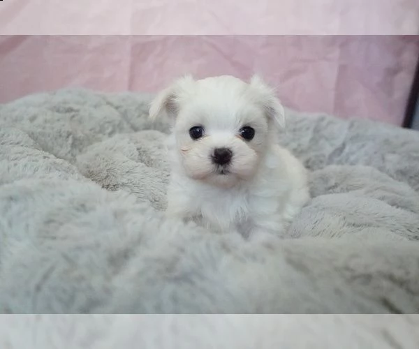 cucciolo maltese sano per regalo