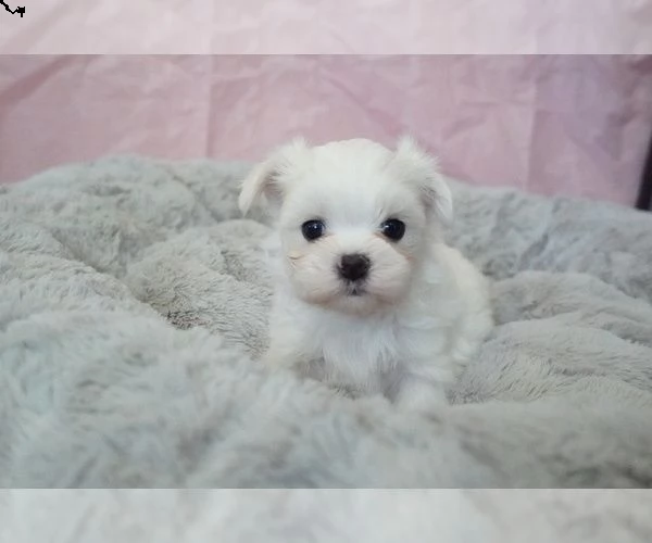 cucciolo maltese sano per regalo | Foto 0