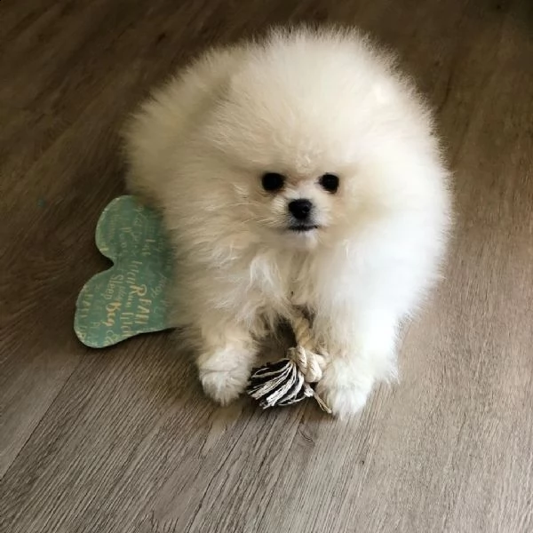 cucciolo di pomerania di 2 mesi per regalo