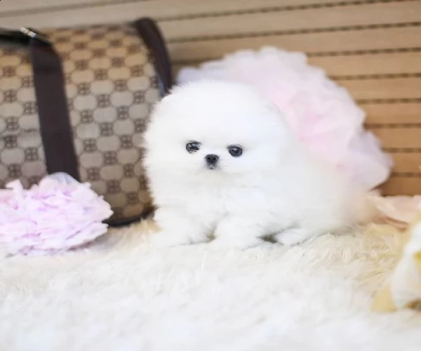  cucciolo pomeranian addestrato a casa per regalo | Foto 0