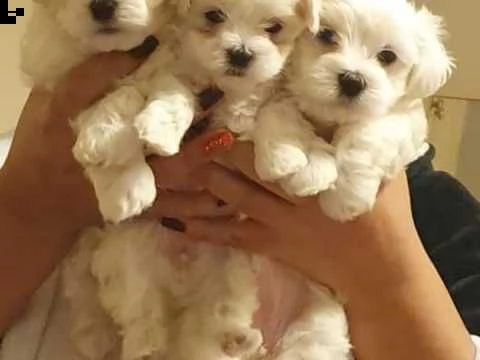 bellissimo cucciolo maltese per regalo
