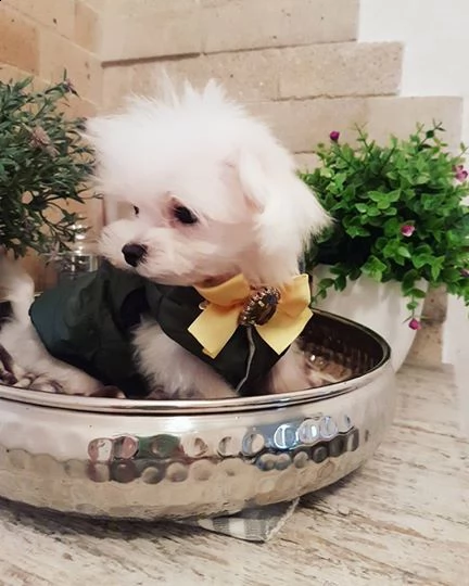 cucciolo maltese disponibile per il regalo