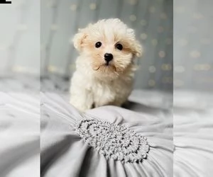 simpatico cucciolo maltese per regalo