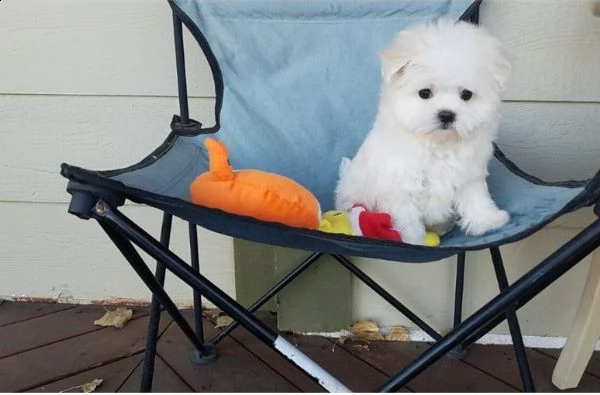 simpatico cucciolo maltese per regalo | Foto 0