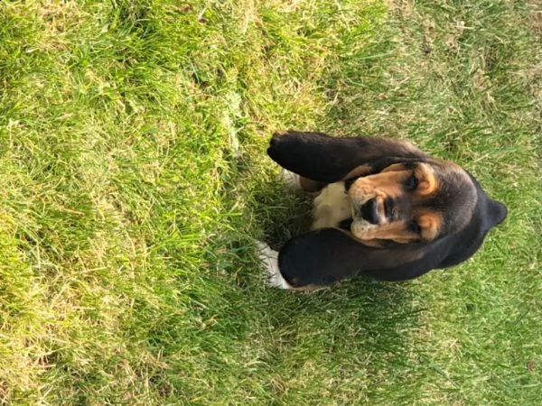 regalo cuccioli basset hound