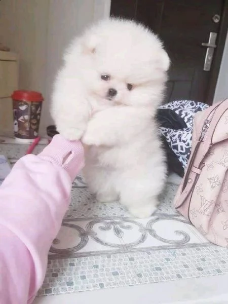 cuccioli di spitz pomerania