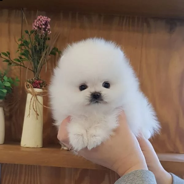cuccioli di pomerania toy spitz tedesco nano!! | Foto 0
