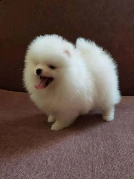 cuccioli di spitz pomerania toy #