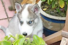 egalo cuccioli siberian husky maschio e femmina